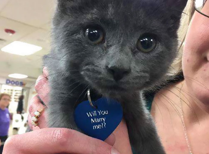 man-proposes-girlfriend-tiny-rescue-cat-8
