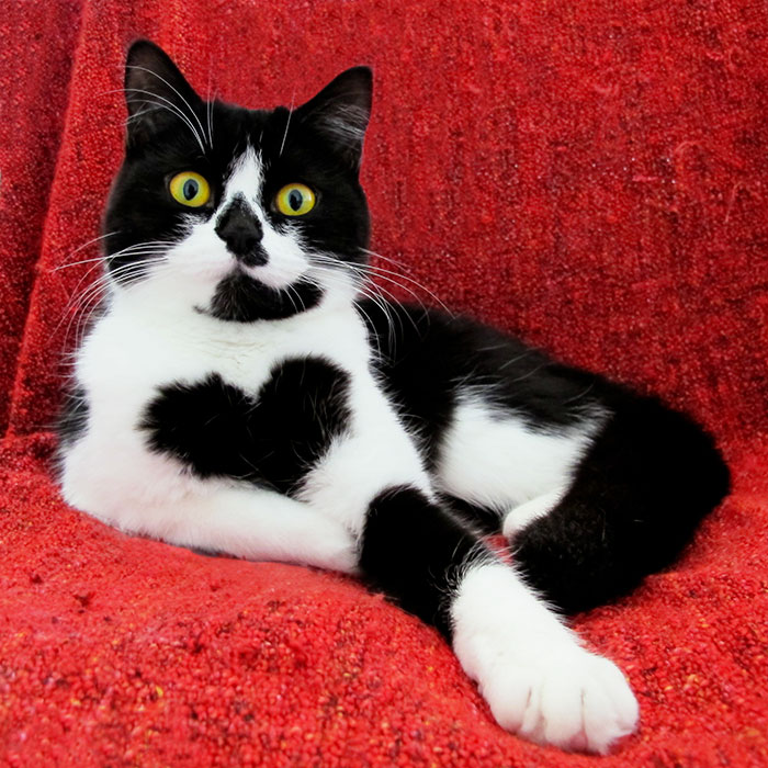 Esta es Zoë, la gata que te enseña literalmente su corazón