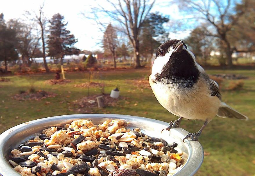 Bird Feeder Photography