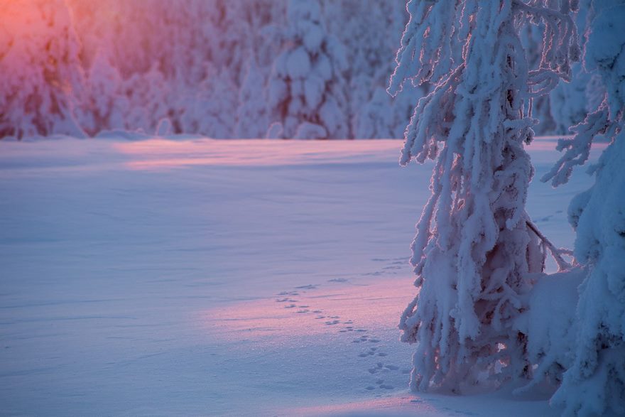 Finnish Lapland Winter Photography