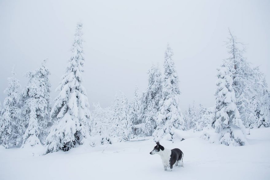 Finnish Lapland Winter Photography