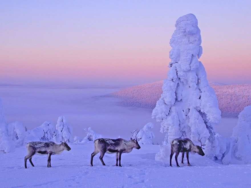 Finnish Lapland Winter Photography