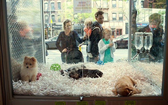 pet-stores-to-sell-rescue-animals-bill-new-jersey-4 pet-stores-to-sell-rescue-animals-bill-new-jersey-4