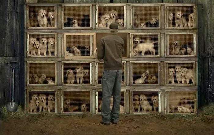 pet-stores-to-sell-rescue-animals-bill-new-jersey-5 pet-stores-to-sell-rescue-animals-bill-new-jersey-5