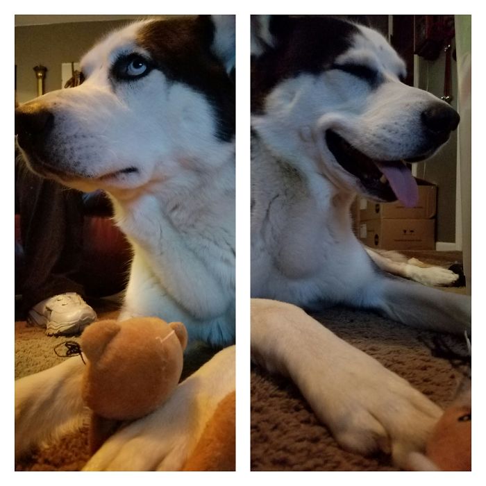 Yep Yep I'm A Good Boy