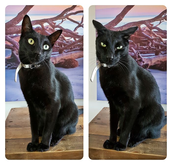 Zen-kitty - "who's A Good Boy?!" - "don't Patronize Me, Woman"... 😂😂😂