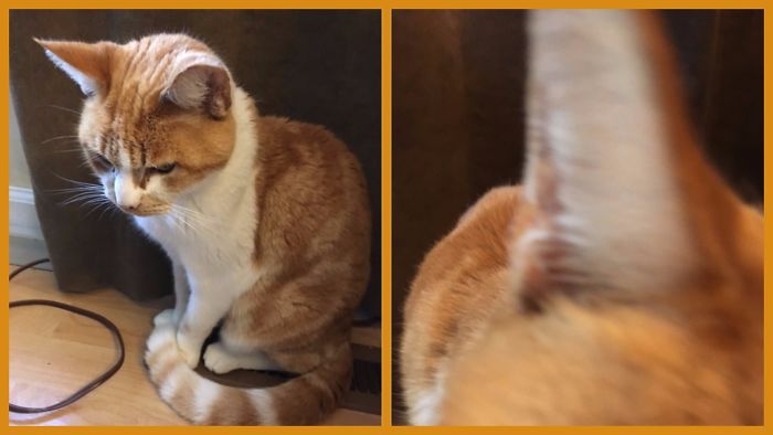 Before And After Being Called A Good Boy