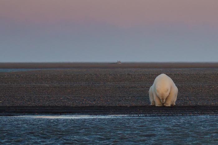 polar-bears-no-snow-photography-patty-waymire-alaska-2 polar-bears-no-snow-photography-patty-waymire-alaska-2