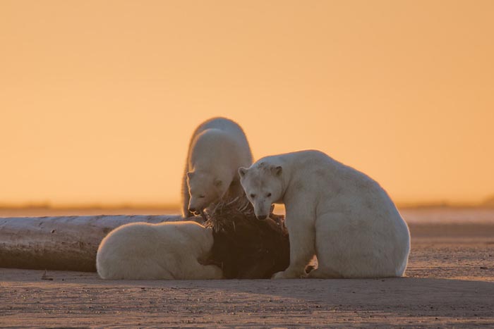 polar-bears-no-snow-photography-patty-waymire-alaska-3