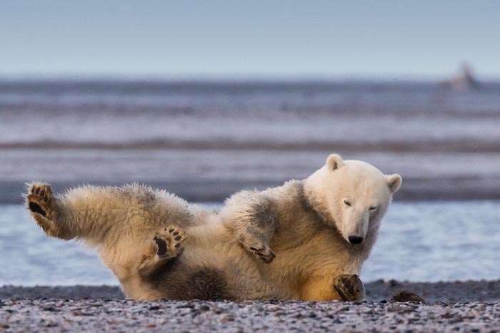 polar-bears-no-snow-photography-patty-waymire-alaska-5 polar-bears-no-snow-photography-patty-waymire-alaska-5