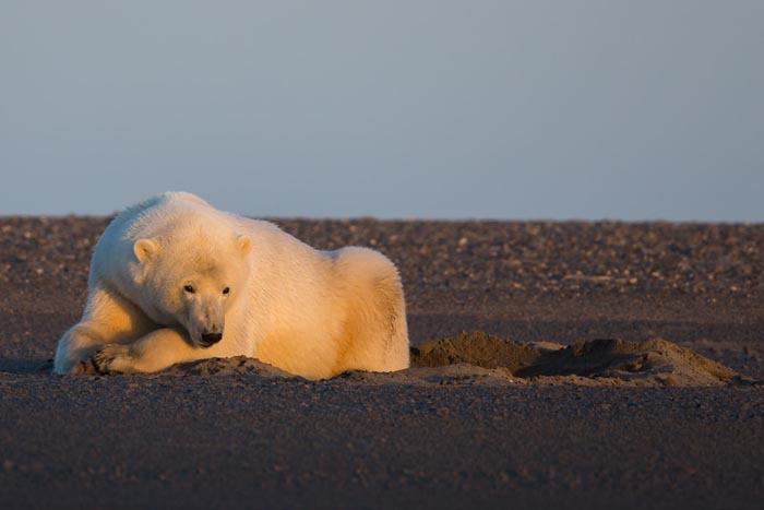 polar-bears-no-snow-photography-patty-waymire-alaska-6