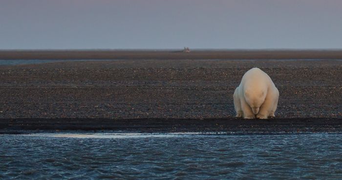 Woman Goes To Alaska To Photograph Polar Bears In Snow – But There’s No Snow