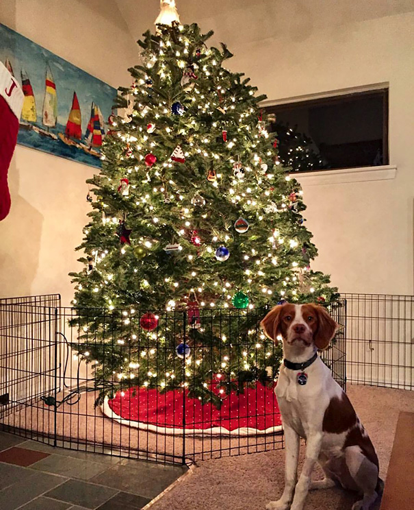 Dog sitting near Christmas tree protected by a pet gate.