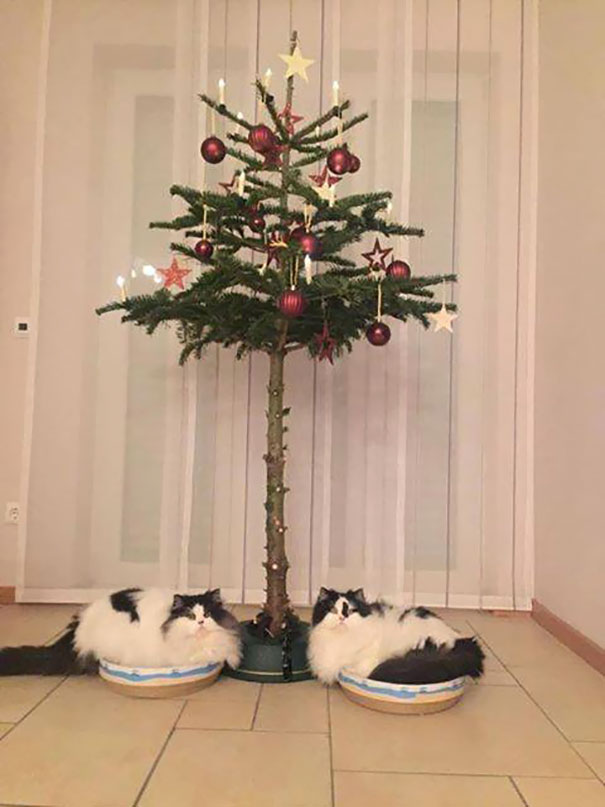 Cats sitting by a Christmas tree with only the upper section decorated, avoiding pet damage.