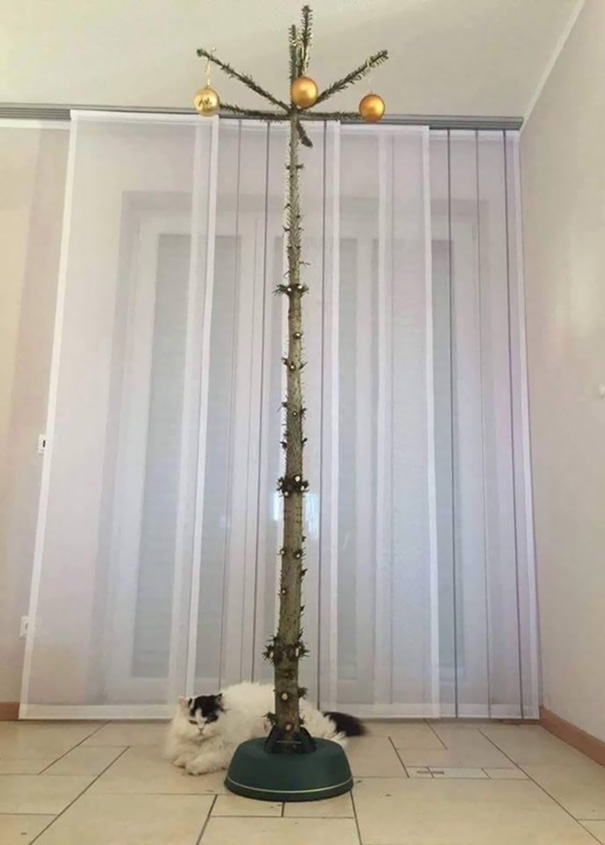 Minimalist Christmas tree with cat, a creative way to protect decorations from pets.