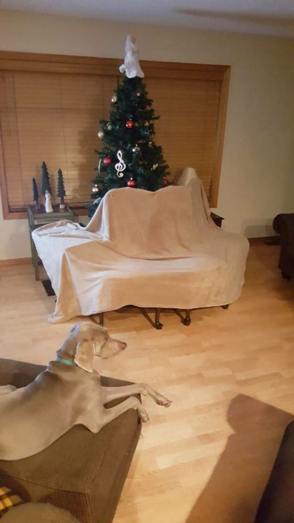 Christmas tree protected from pets with sofa barrier in a living room, with a dog laying nearby.