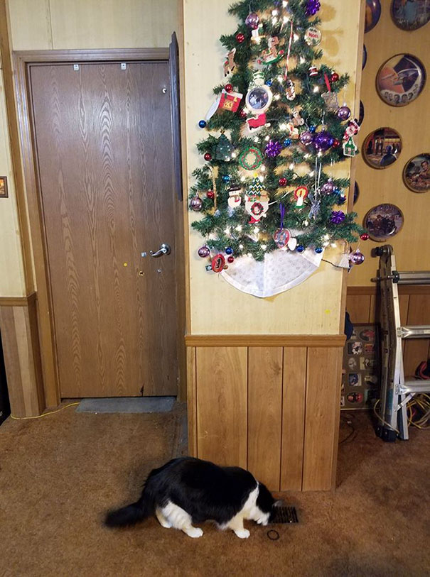 Wall-mounted Christmas tree cleverly protected from cats.