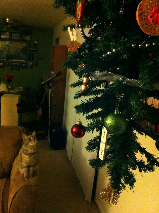 Cat staring at a ceiling-hung Christmas tree, a clever solution to protect it from pets.