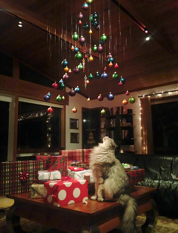 Cat observes hanging Christmas ornaments to protect tree from pets.