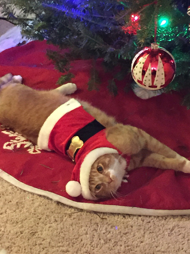 Cat in a Santa outfit lying under a Christmas tree, part of genius ways to protect decorations from cats and dogs.