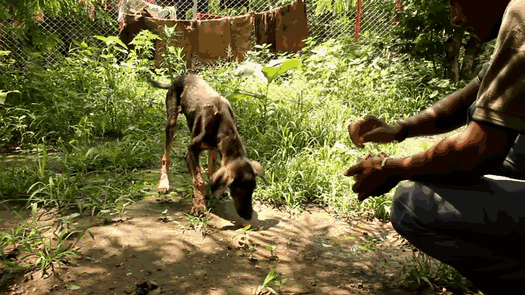 puppy-falls-hot-tar-india-4 puppy-falls-hot-tar-india-4