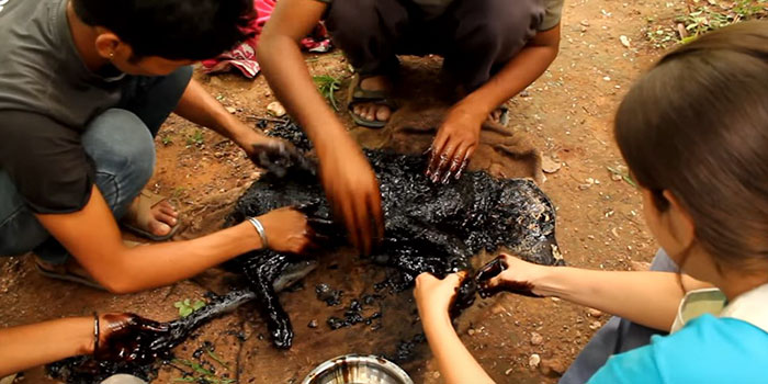 puppy-falls-hot-tar-india-6 puppy-falls-hot-tar-india-6