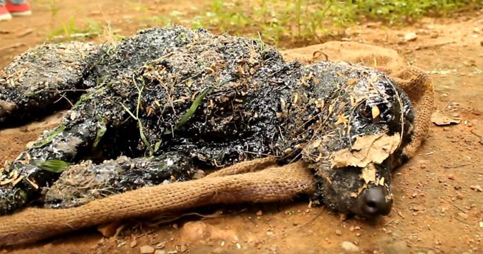 Puppy Was Left To Die After Falling Into Hot Tar, Until Miracle Happens