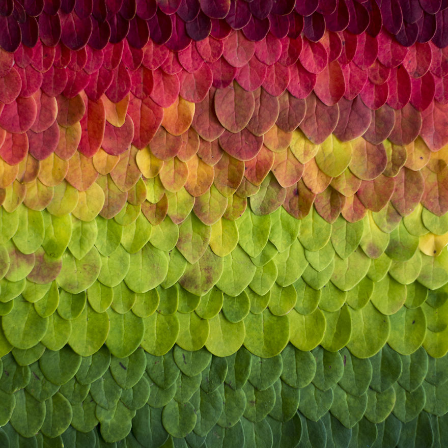 Reorganizing Little Things Found From Nearby Nature Turns Them Into Art Reorganizing Little Things Found From Nearby Nature Turns Them Into Art