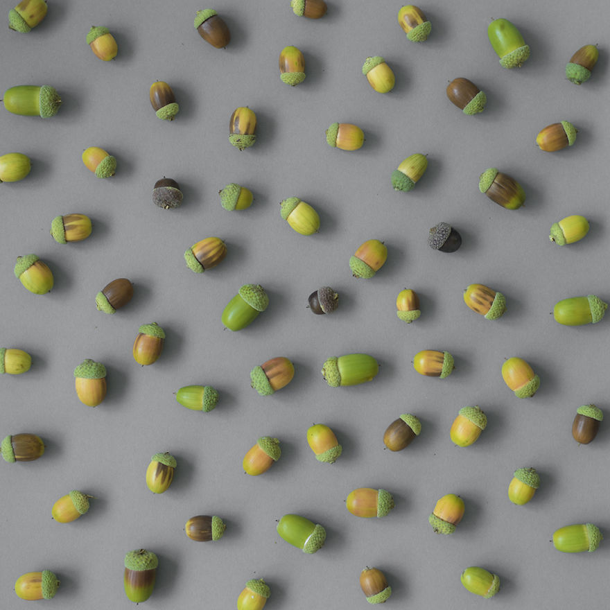 Reorganizing Little Things Found From Nearby Nature Turns Them Into Art Reorganizing Little Things Found From Nearby Nature Turns Them Into Art