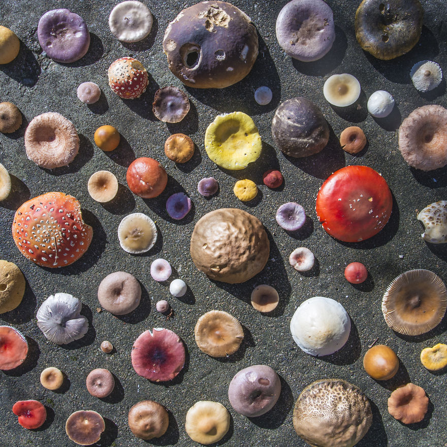 Reorganizing Little Things Found From Nearby Nature Turns Them Into Art Reorganizing Little Things Found From Nearby Nature Turns Them Into Art