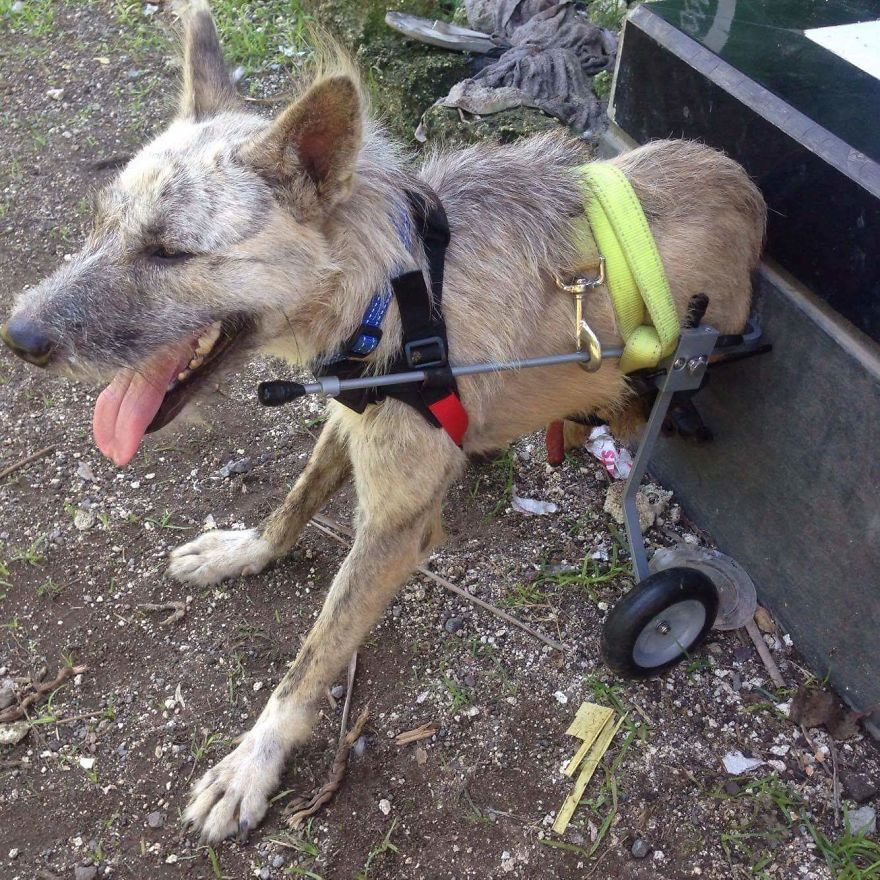 Tiga's Tail: How A Disabled Bali Dog Never Gave Up Tiga's Tail: How A Disabled Bali Dog Never Gave Up
