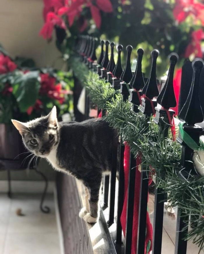 rescue-cat-mouth-tumor-keta-10