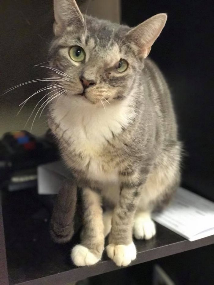 rescue-cat-mouth-tumor-keta-3