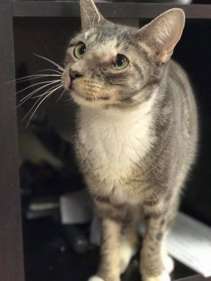 rescue-cat-mouth-tumor-keta-4