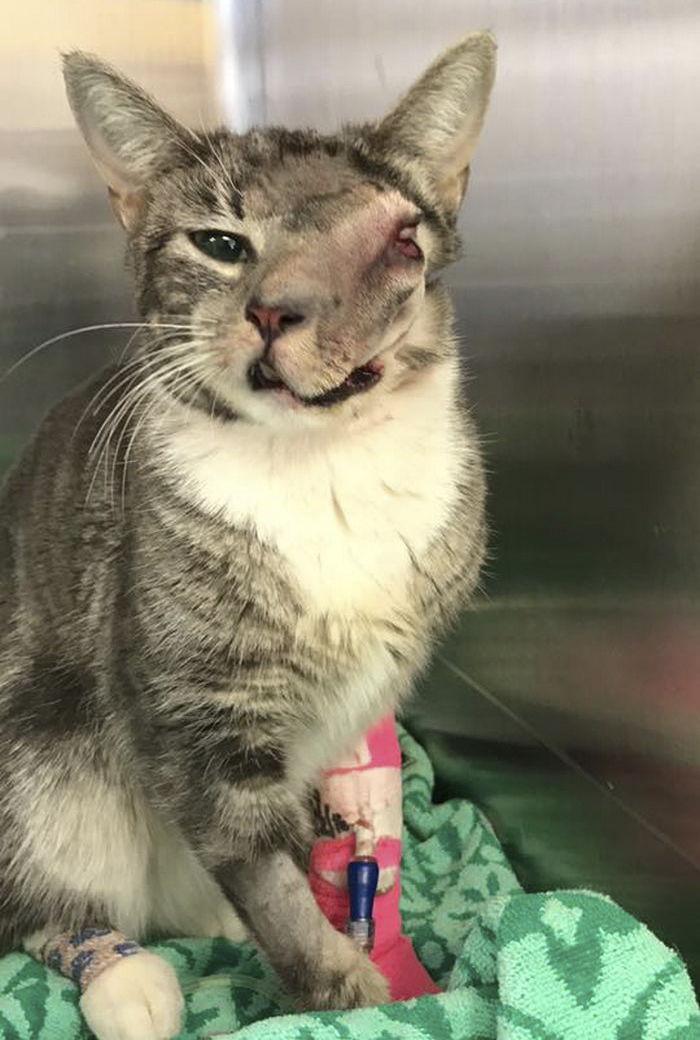 rescue-cat-mouth-tumor-keta-6