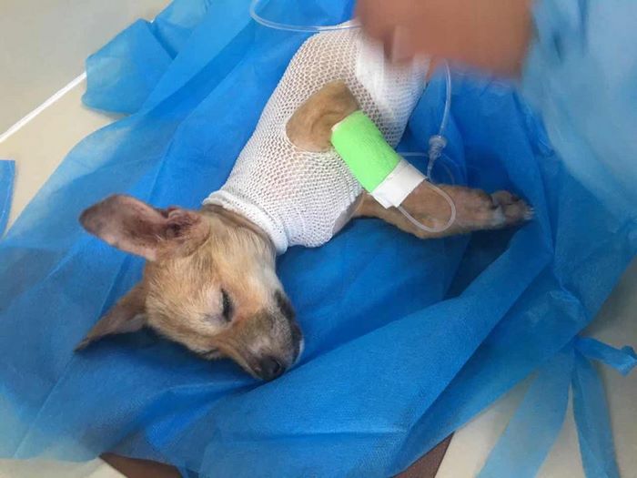 rescue-puppy-skin-fungus-mia-china-19 rescue-puppy-skin-fungus-mia-china-19