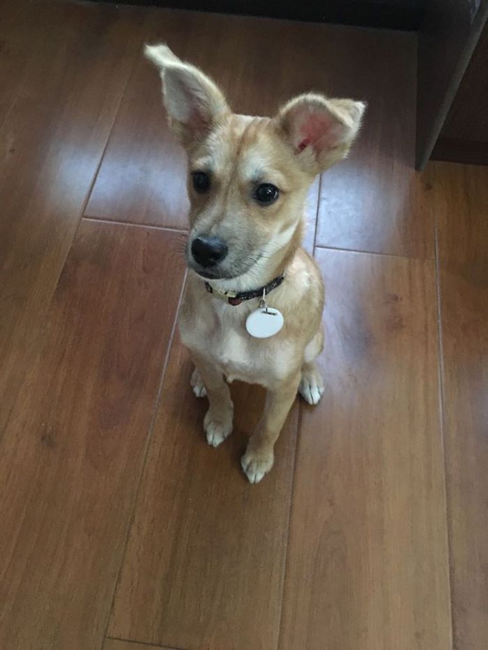 rescue-puppy-skin-fungus-mia-china-24 rescue-puppy-skin-fungus-mia-china-24