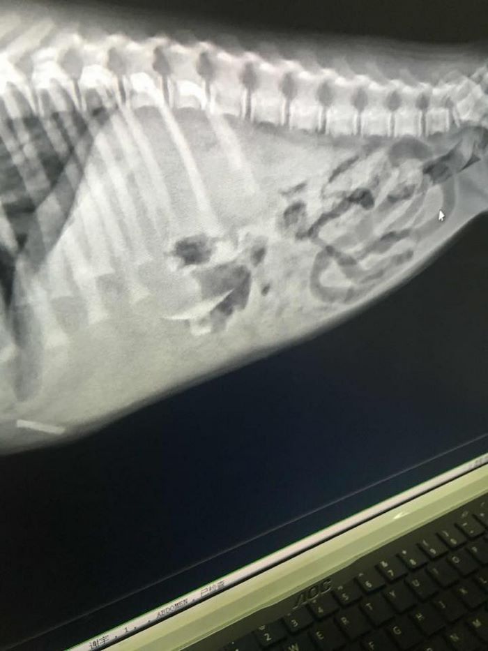 rescue-puppy-skin-fungus-mia-china-26 rescue-puppy-skin-fungus-mia-china-26