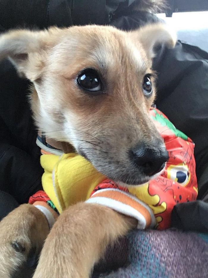 rescue-puppy-skin-fungus-mia-china-28 rescue-puppy-skin-fungus-mia-china-28