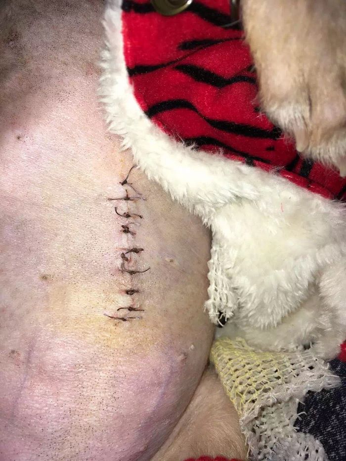 rescue-puppy-skin-fungus-mia-china-3 rescue-puppy-skin-fungus-mia-china-3