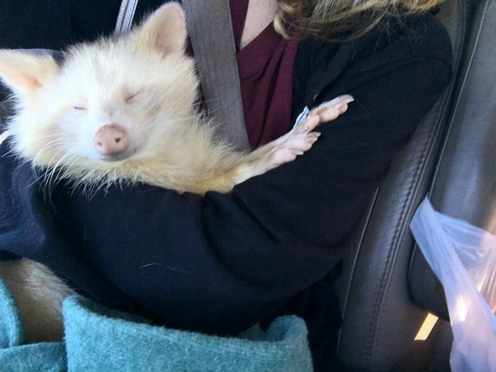 rescued-albino-raccoon-maxine-baird-new-hope-12 rescued-albino-raccoon-maxine-baird-new-hope-12