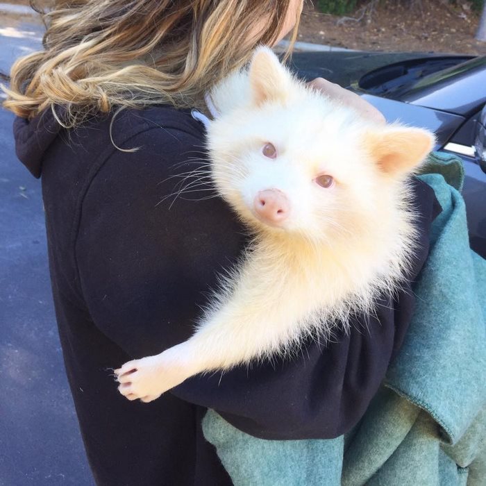 rescued-albino-raccoon-maxine-baird-new-hope-13 rescued-albino-raccoon-maxine-baird-new-hope-13