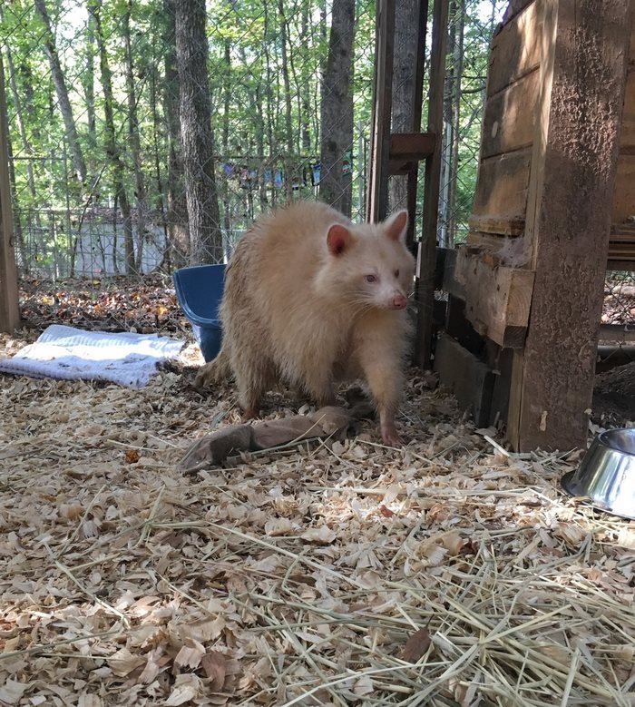 rescued-albino-raccoon-maxine-baird-new-hope-3 rescued-albino-raccoon-maxine-baird-new-hope-3
