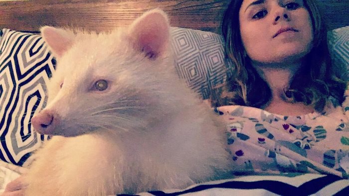 rescued-albino-raccoon-maxine-baird-new-hope-7