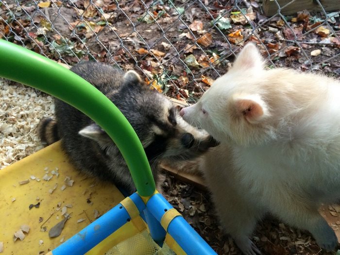 rescued-albino-raccoon-maxine-baird-new-hope-9