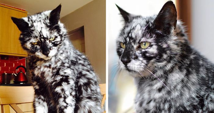 19-Year-Old Black Cat Turns Into A Marble Beauty, Most Likely Due To A Rare Skin Condition