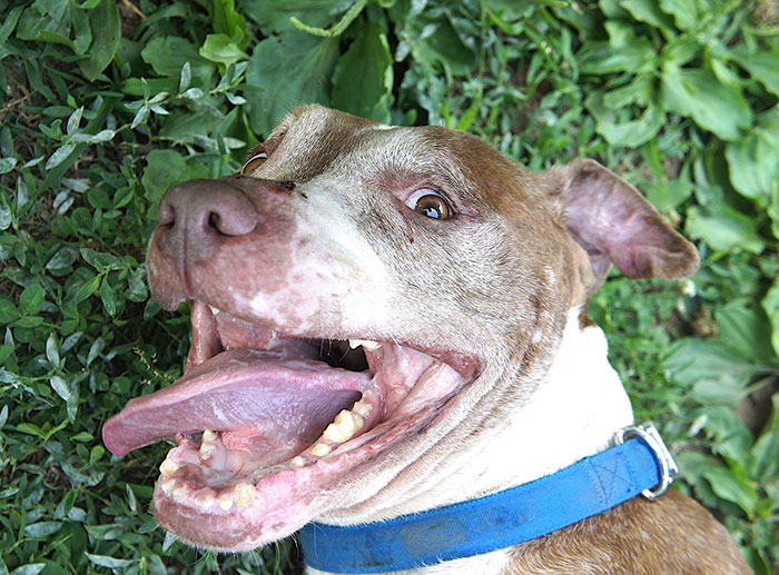 senior-shelter-dog-holiday-adoption-boss-1