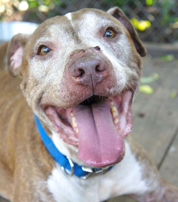 senior-shelter-dog-holiday-adoption-boss-3