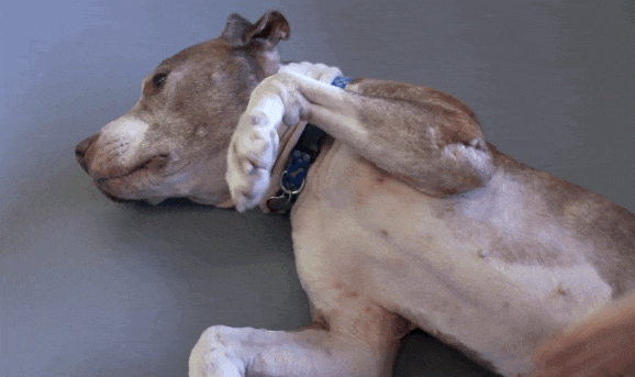 senior-shelter-dog-holiday-adoption-boss-4