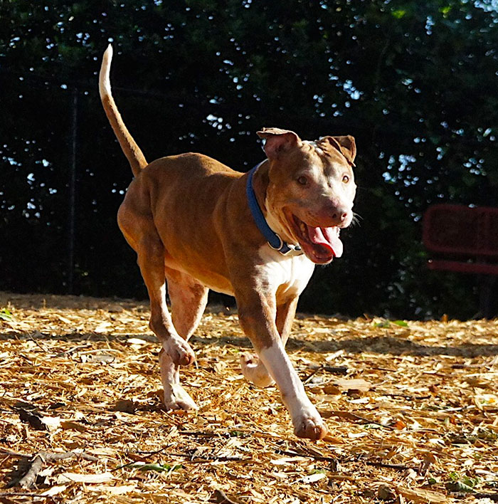 senior-shelter-dog-holiday-adoption-boss-5